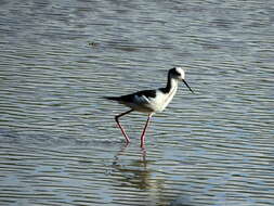 Image of <i>Himantopus mexicanus melanurus</i>