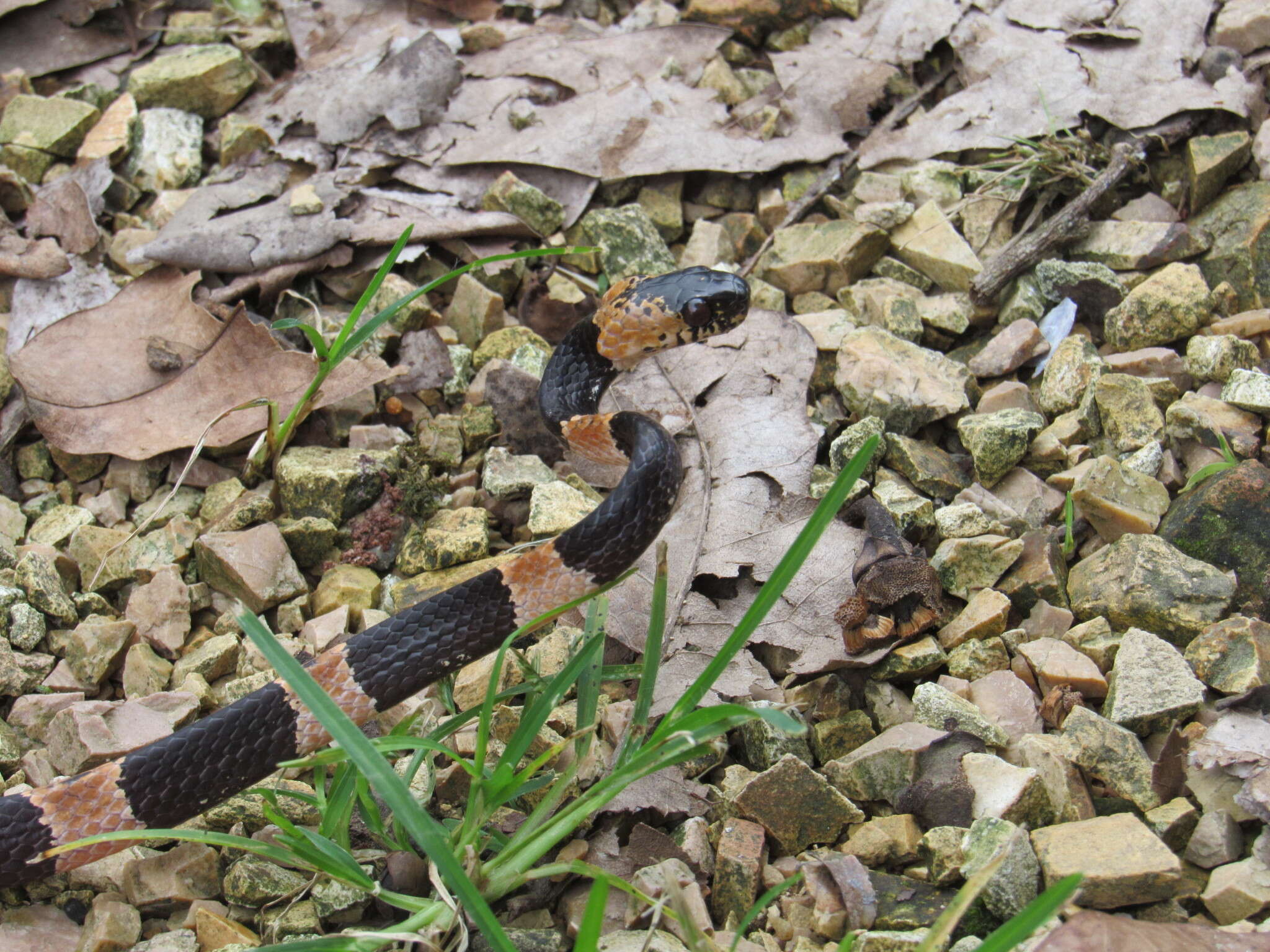 Image of Graceful Snail-eater