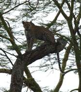 Image of African leopard