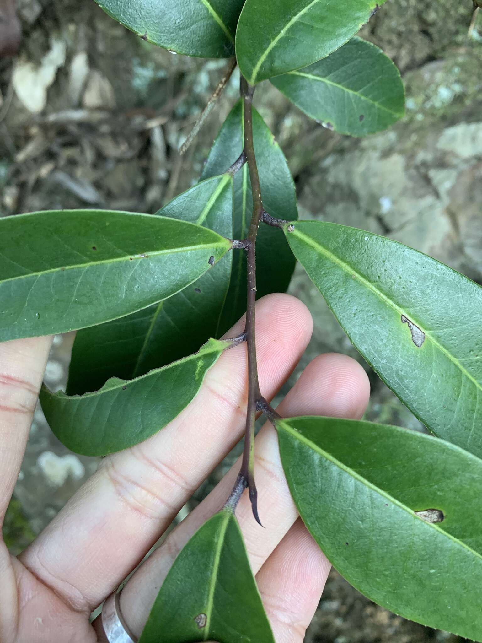 Image of Ilex tugitakayamensis Sasaki