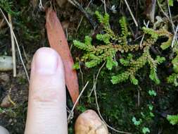 Imagem de Selaginella denticulata (L.) Spring