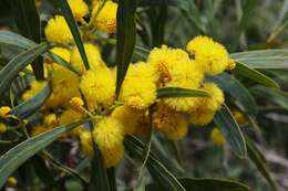 Image of orange wattle