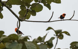 Image of Black-winged Bishop