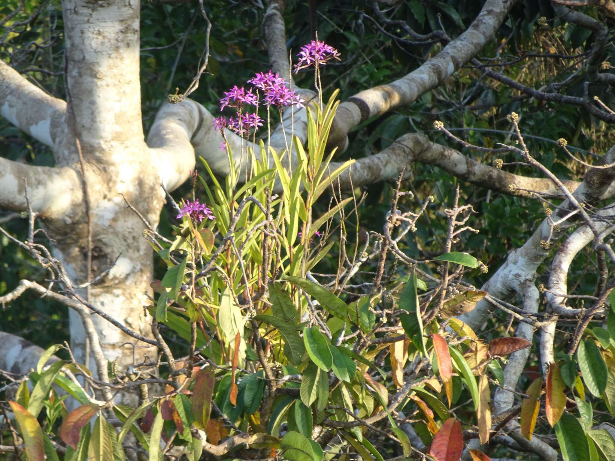 Image of Epidendrum flexuosum G. Mey.