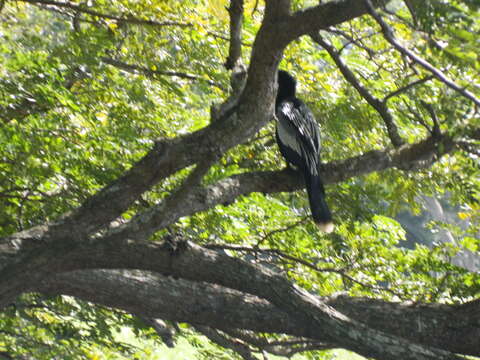 Image de Anhinga anhinga anhinga (Linnaeus 1766)