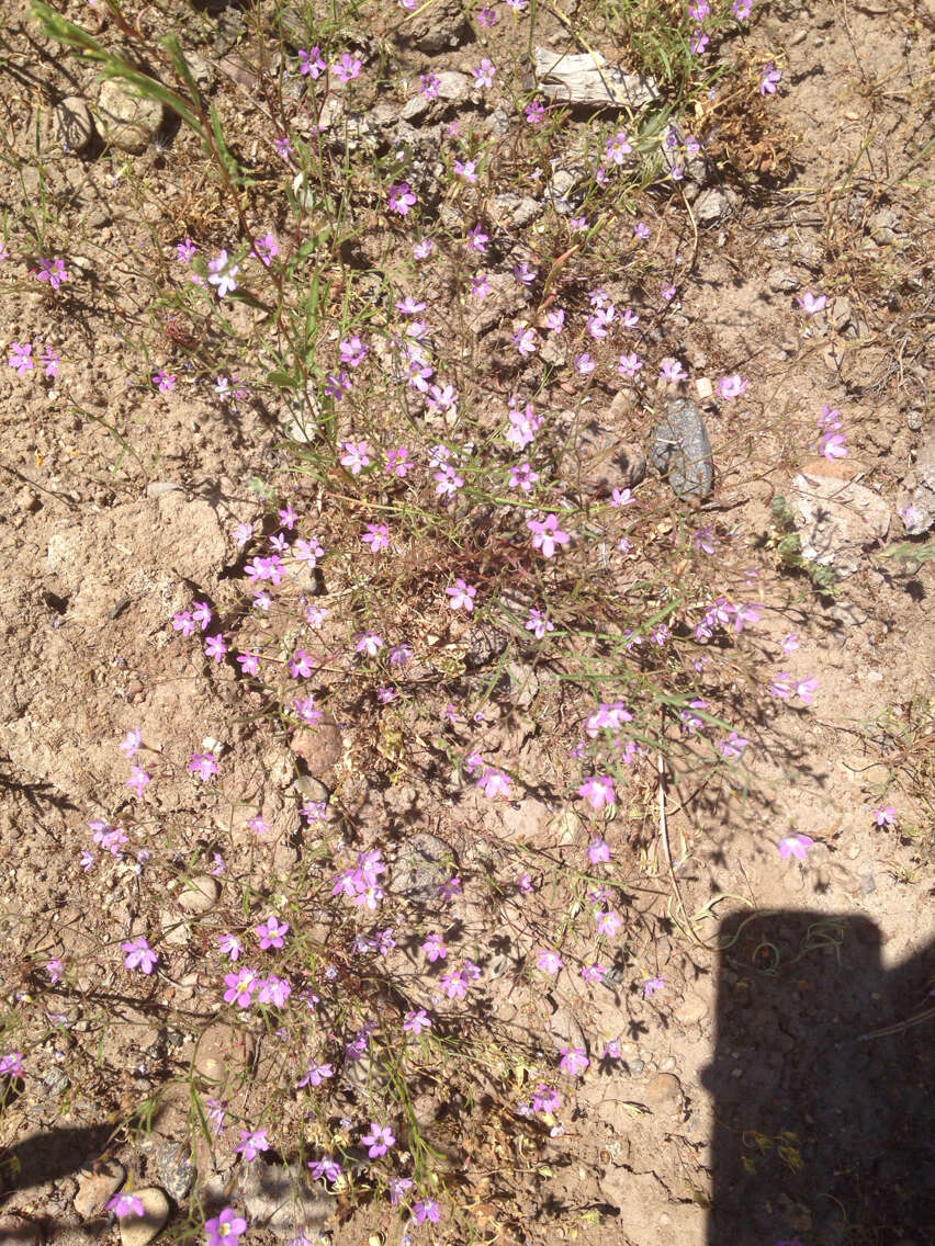 Image of Bridges' gilia