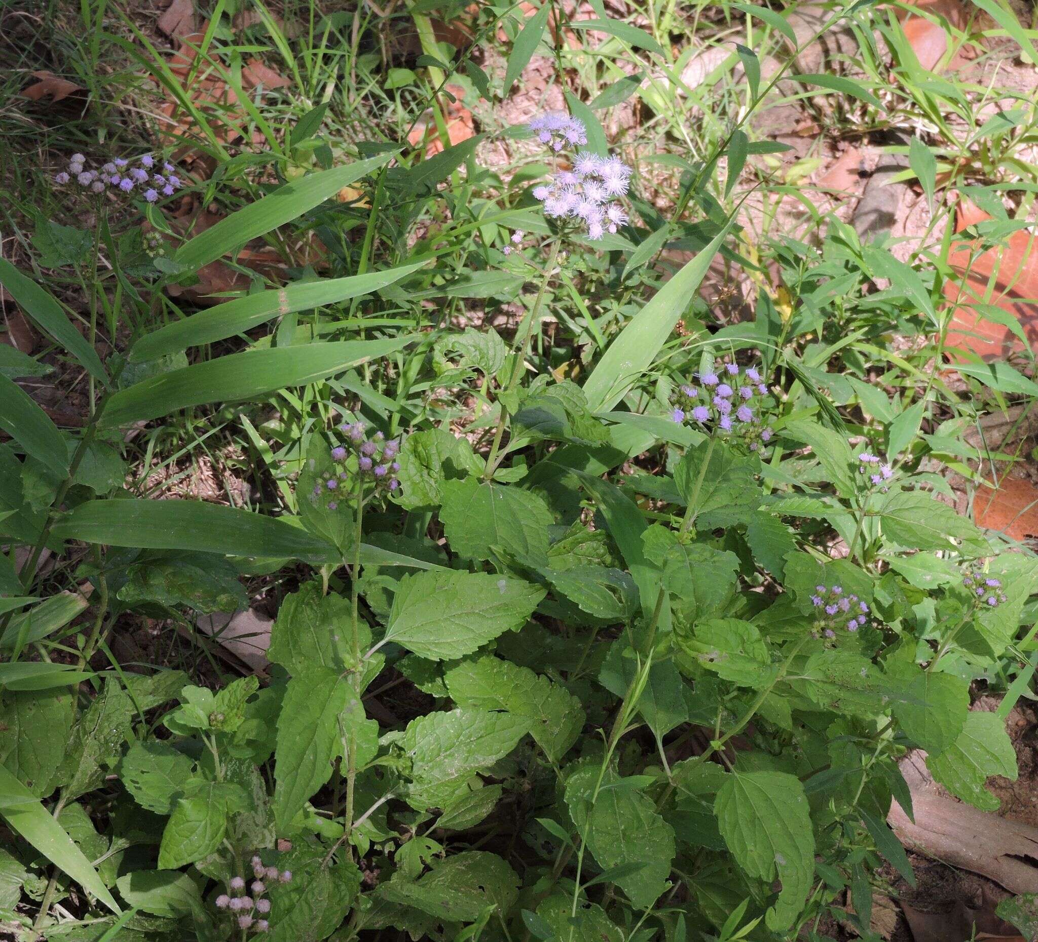 Image of blue mistflower