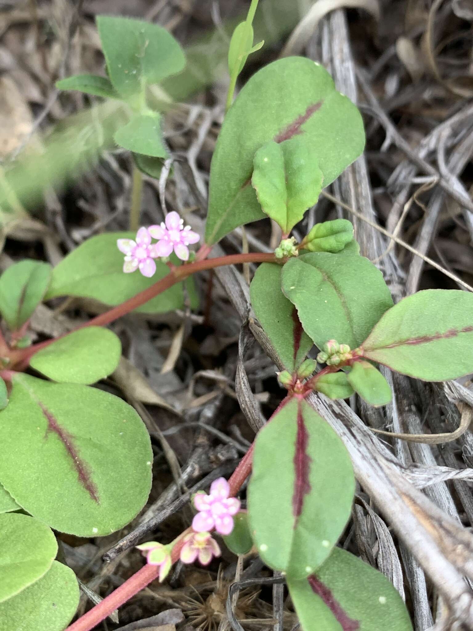 Imagem de Gisekia africana var. africana