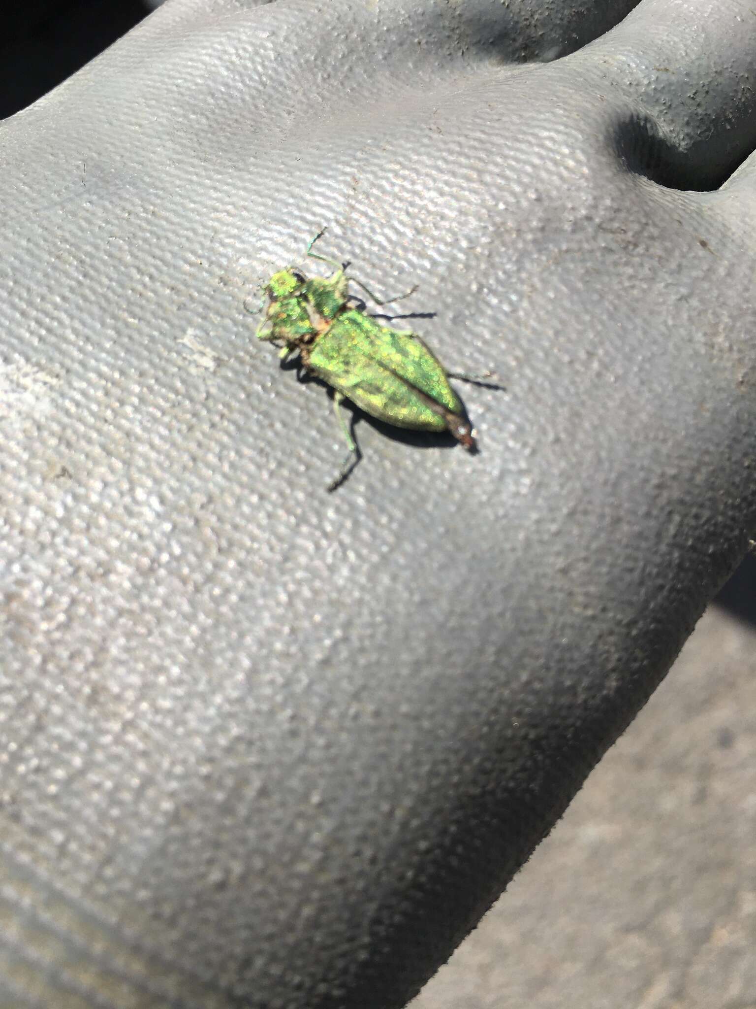 Image of Western Cedar Borer