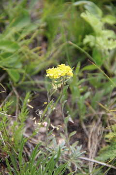 Plancia ëd Alyssum armenum Boiss.