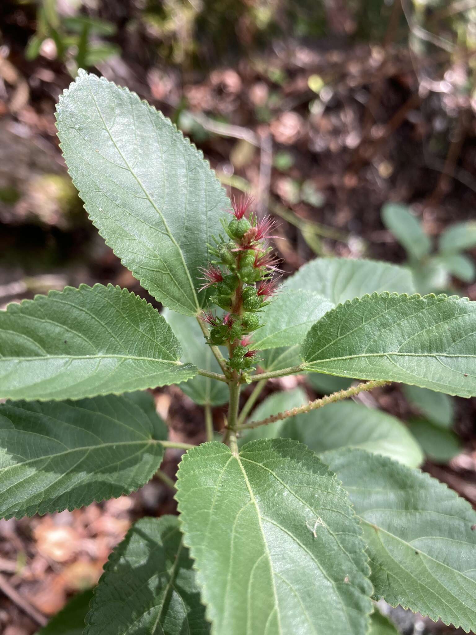 Image of Acalypha communis Müll. Arg.