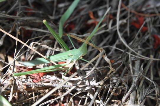 Plancia ëd Chromacrida