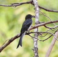 Image de Drongo à ventre blanc