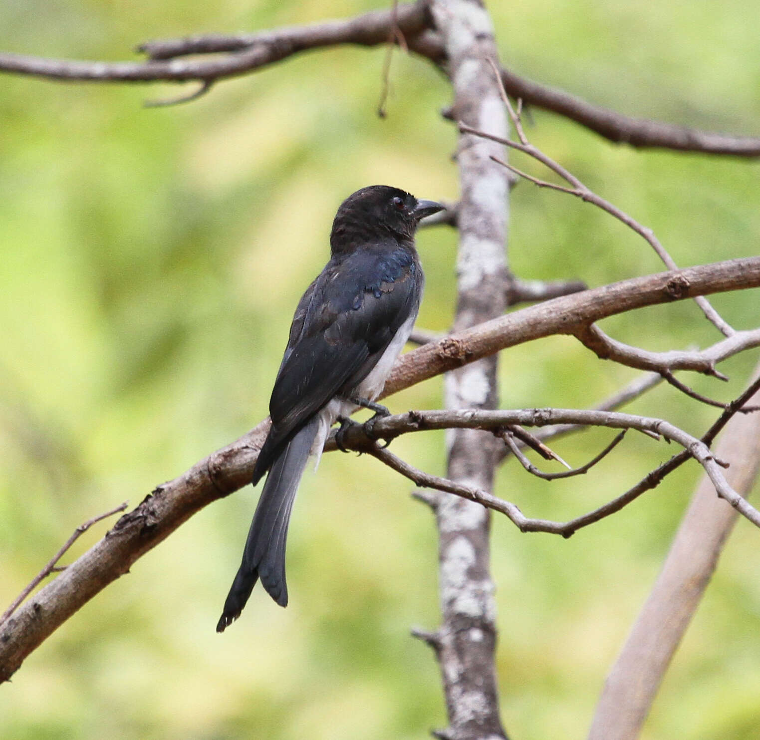 Image of White-bellied Drongo