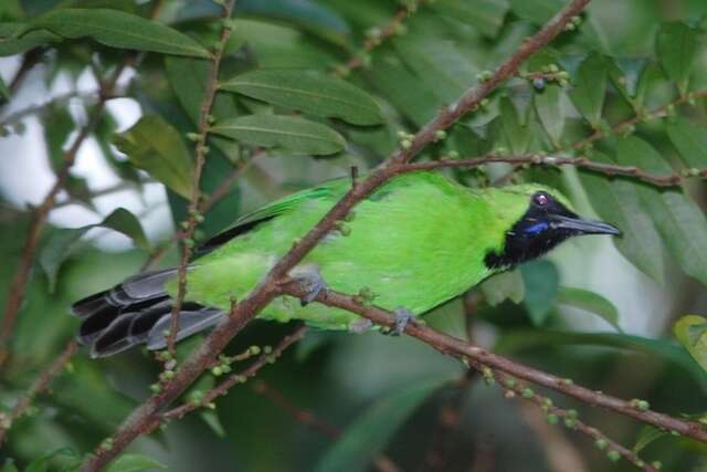 Image of Greater Green Leafbird