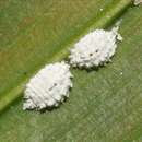 Image of Buff coconut mealybug