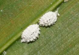 Image of Buff coconut mealybug