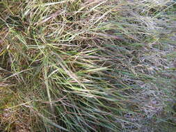 Image of Holm's reedgrass