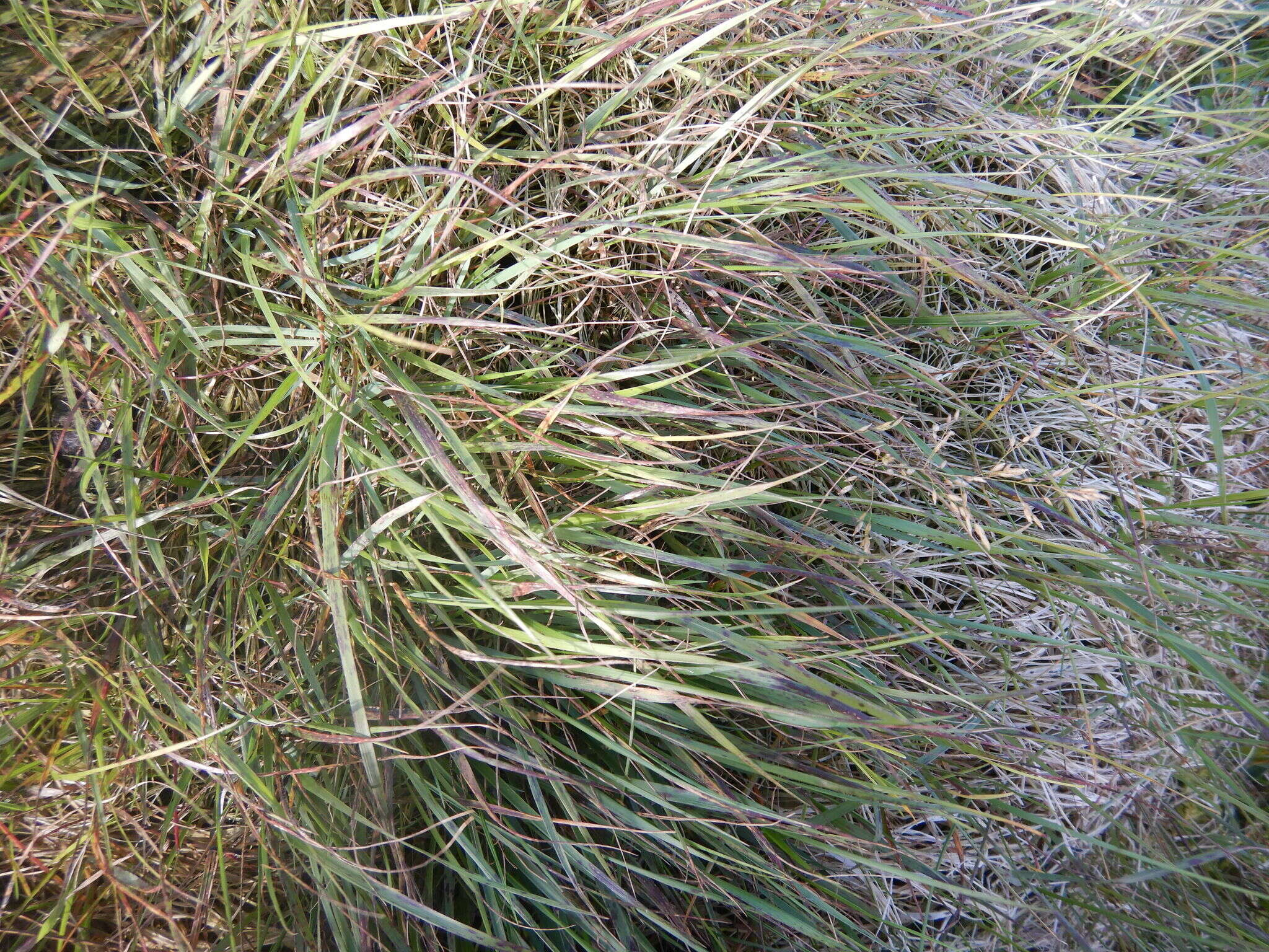 Image of Holm's reedgrass