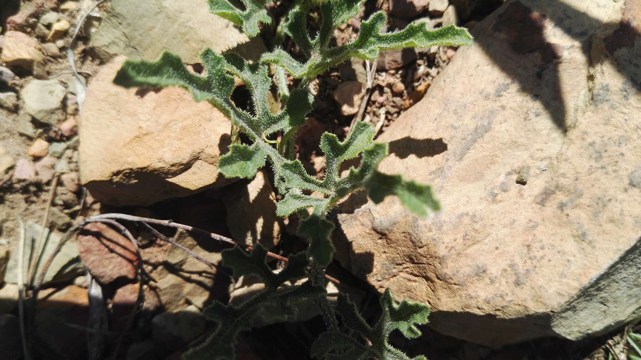 Image de Cucumis zeyheri Sond.