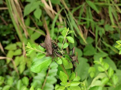 Image of Rhamnomia dubia dubia (Hsiao 1963)