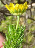 Image of Euryops pinnatipartitus (DC.) B. Nordenst.