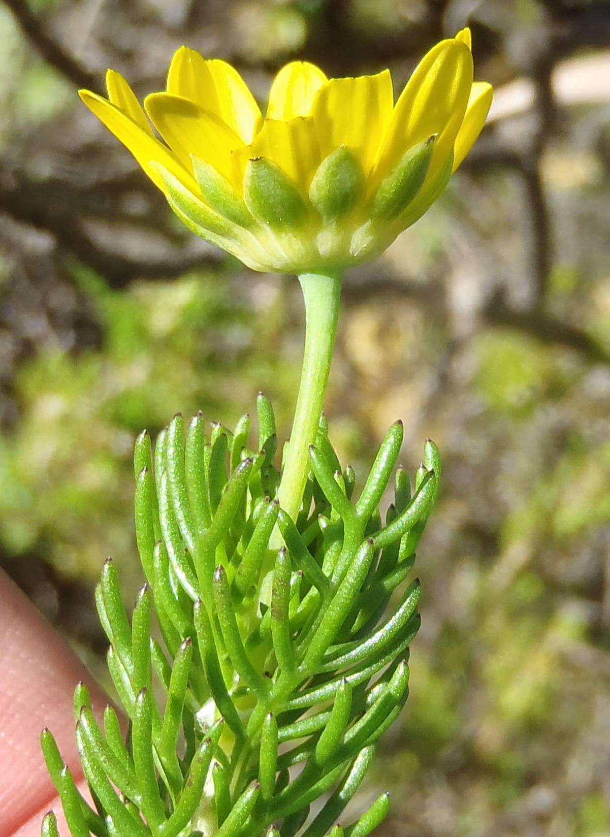 Image of Euryops pinnatipartitus (DC.) B. Nordenst.