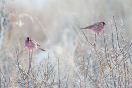 Image of Great Rosefinch