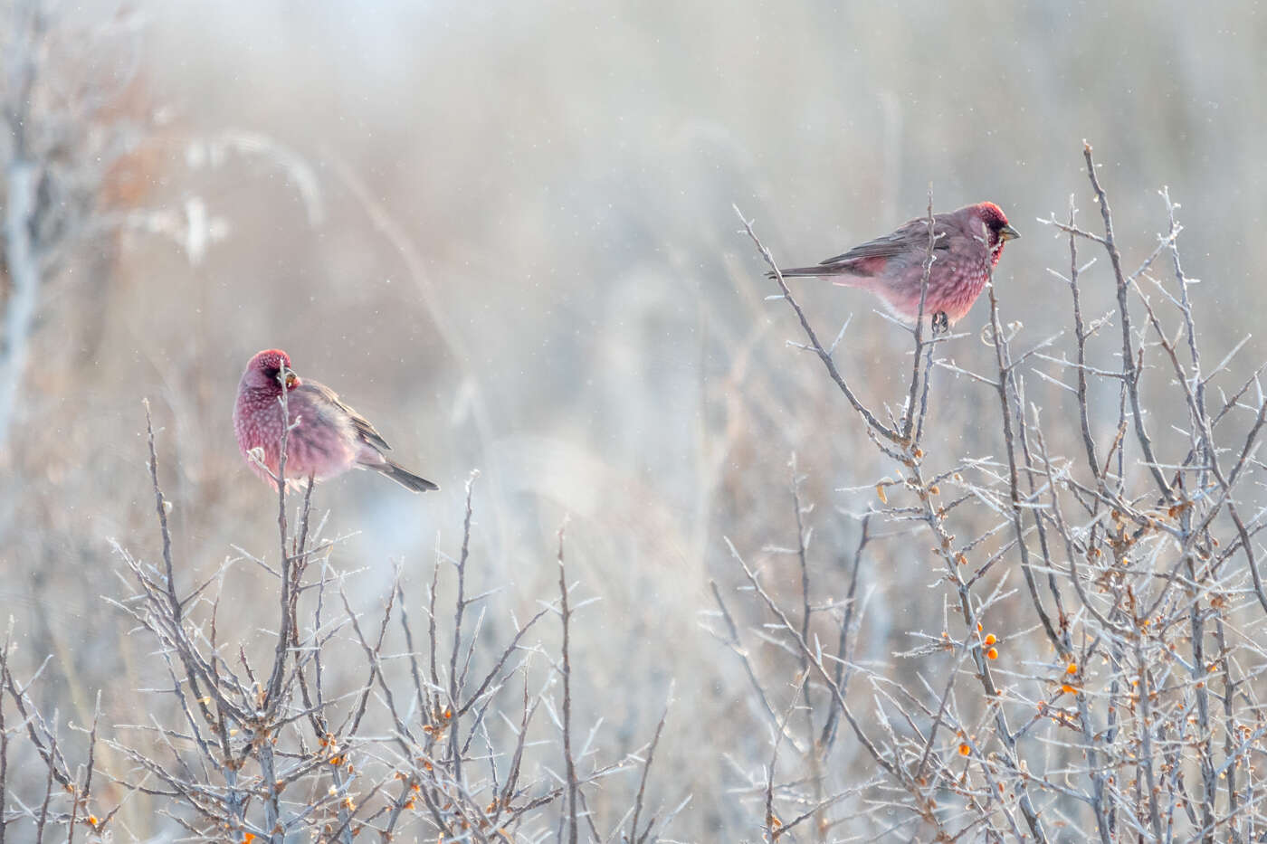 Image of Great Rosefinch