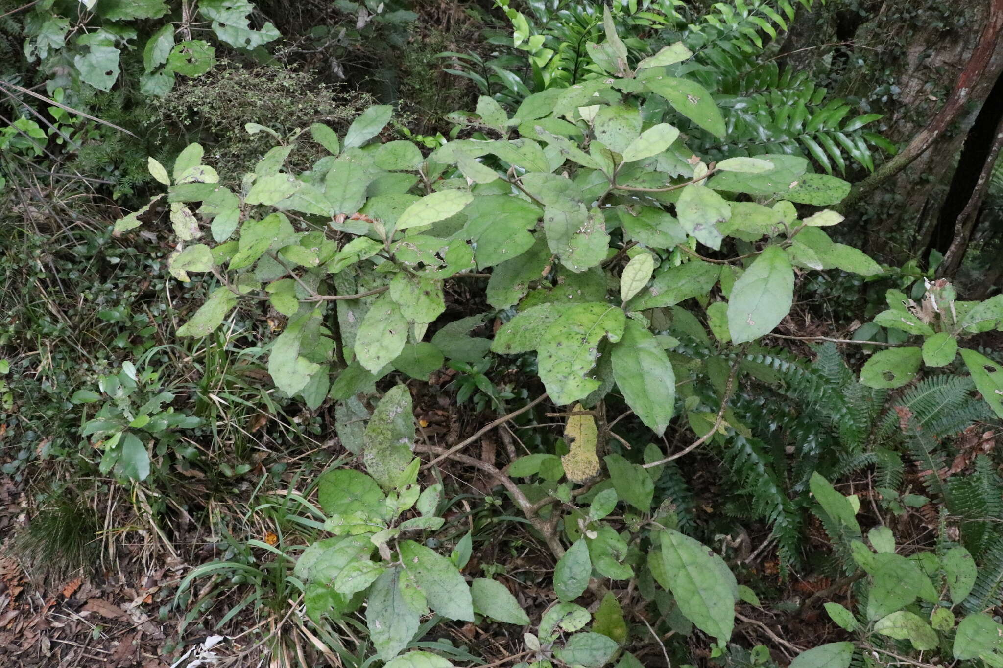 Image of Olearia rani (A. Cunn.) Druce