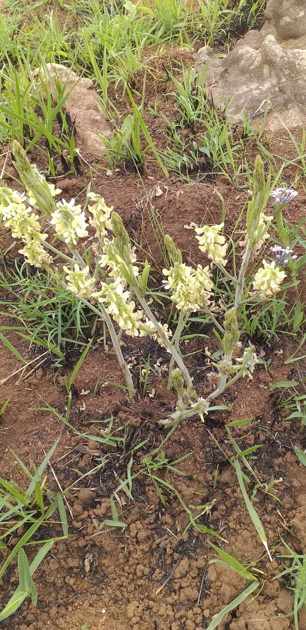 Image of Eriosema kraussianum Meissner