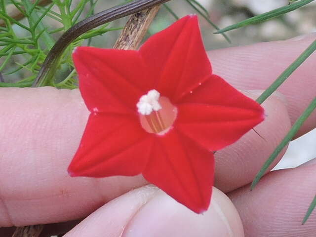 Image of Cypress Vine