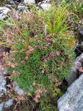 Image of twoflower cinquefoil