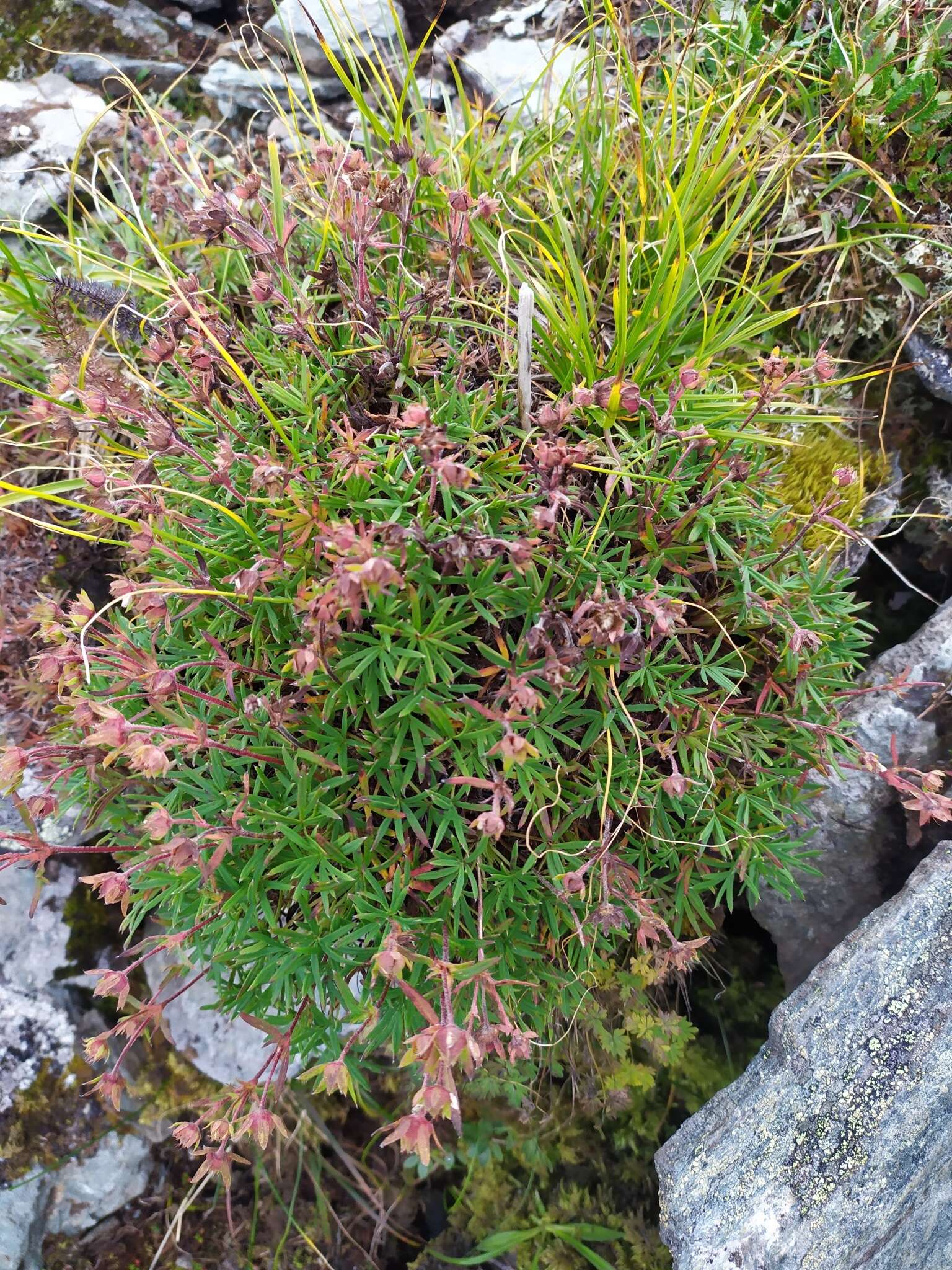 Imagem de Potentilla biflora Willd. ex Schltdl.