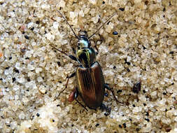 Agonum (Agonum) muelleri (Herbst 1784)的圖片