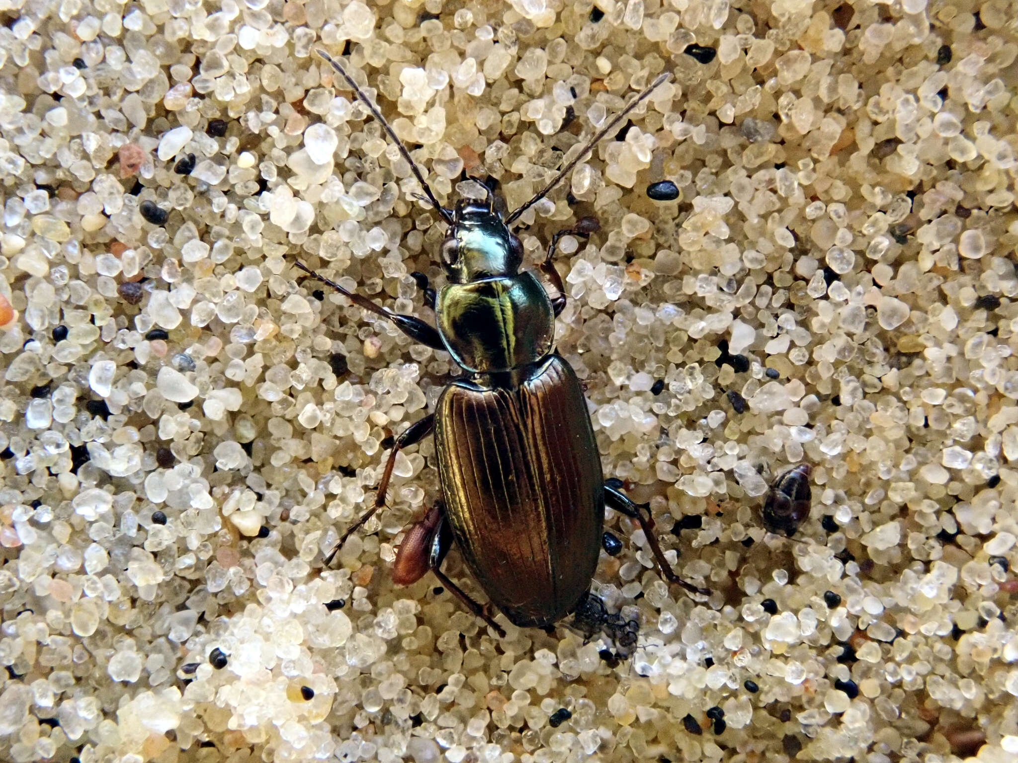 Image of Ground beetle