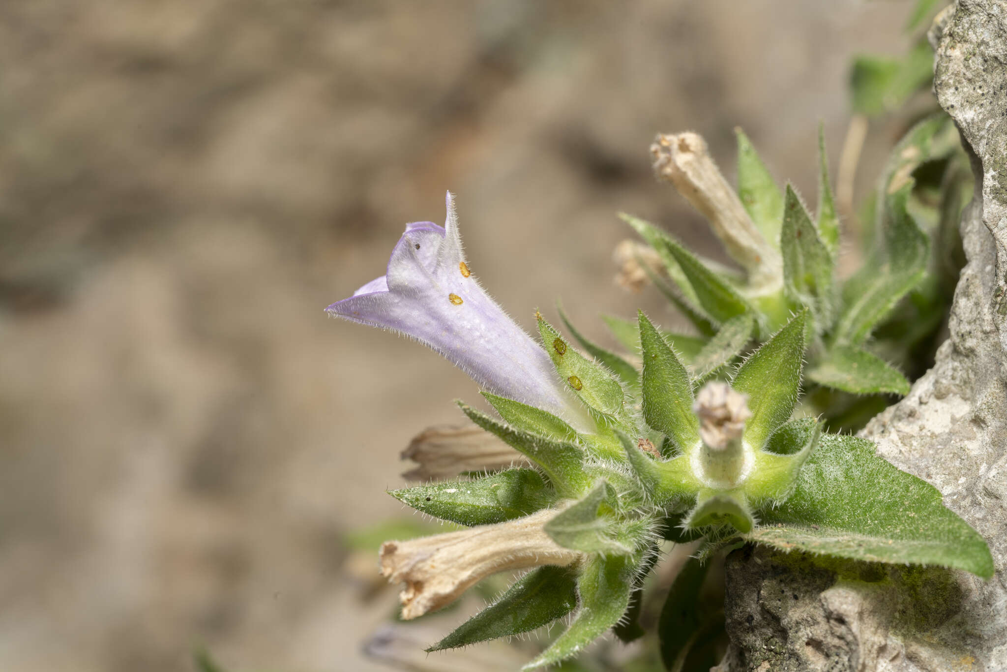 Image de Campanula hagielia Boiss.