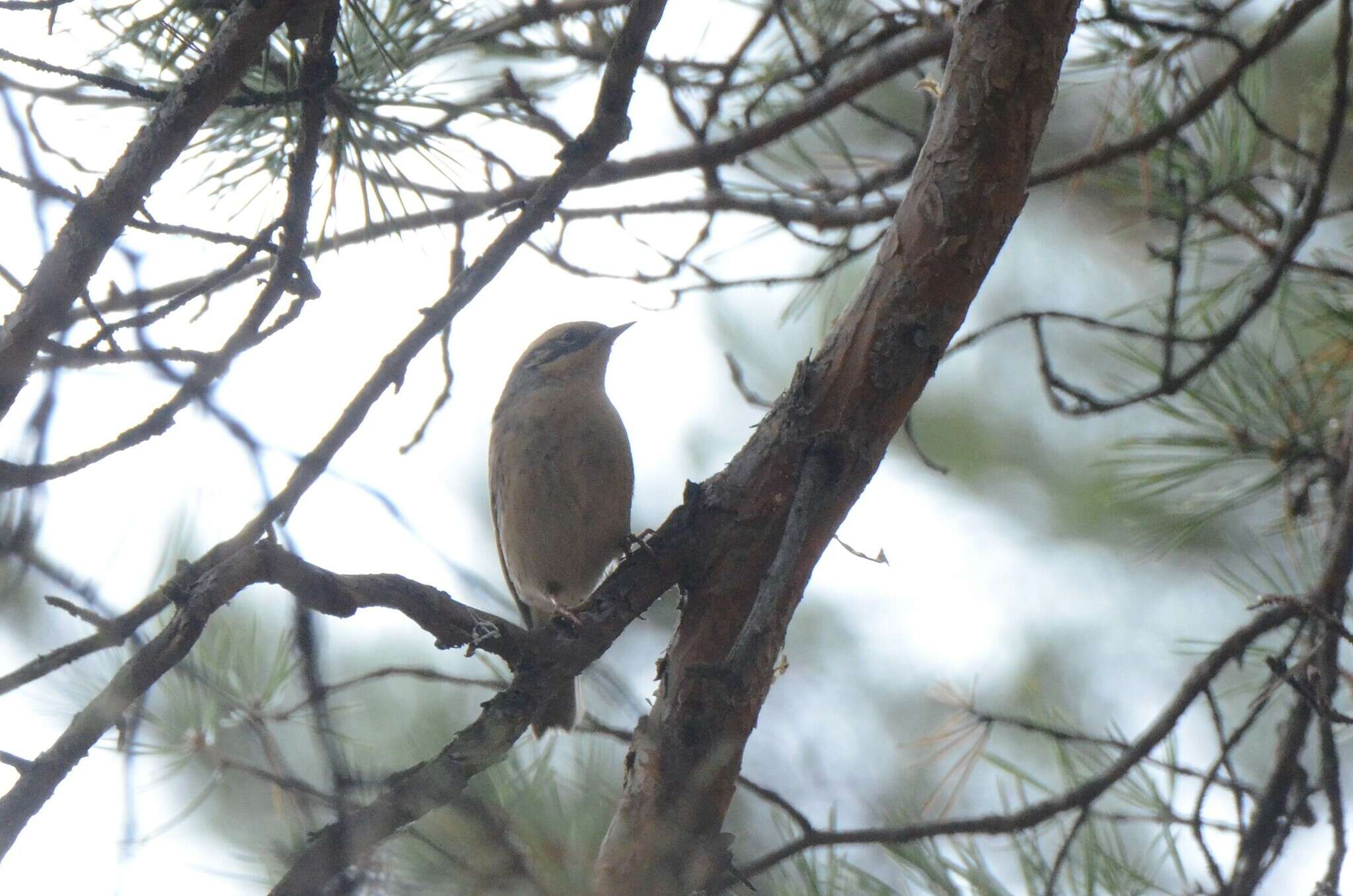 Image of Siberian Accentor