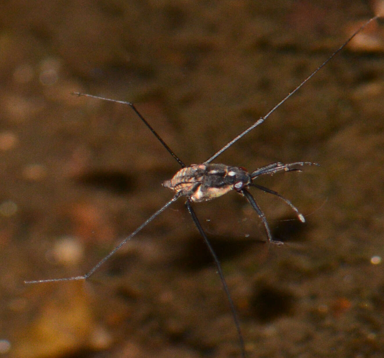 Sivun Metrobatini J. Polhemus & D. Polhemus 1993 kuva