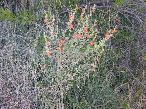 Image of Fendler's globemallow