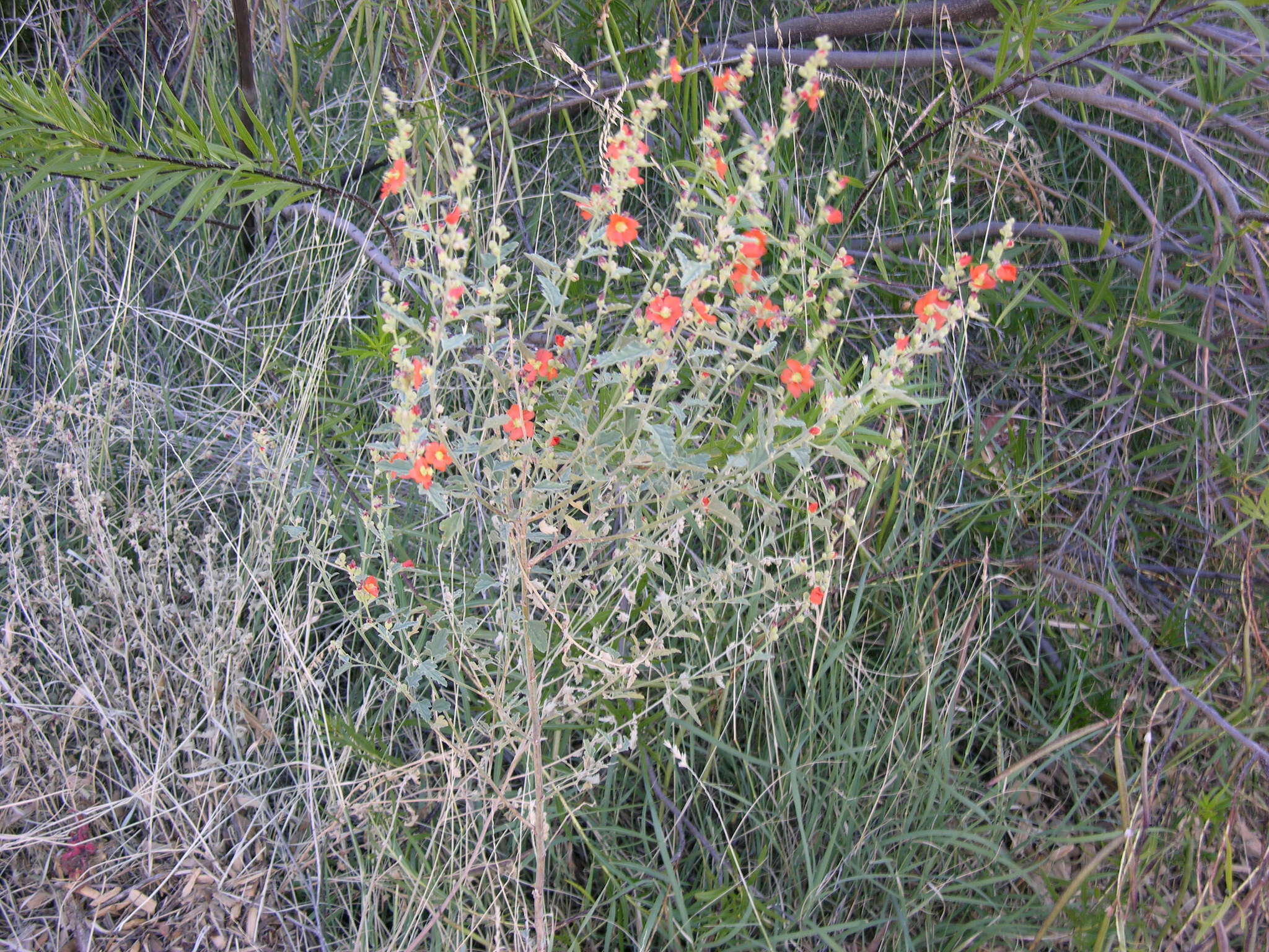 Image of Fendler's globemallow