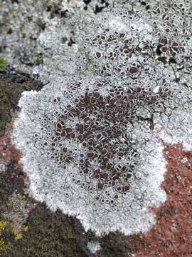 Image of rim lichen