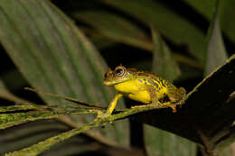 Image of Philautus macroscelis (Boulenger 1896)