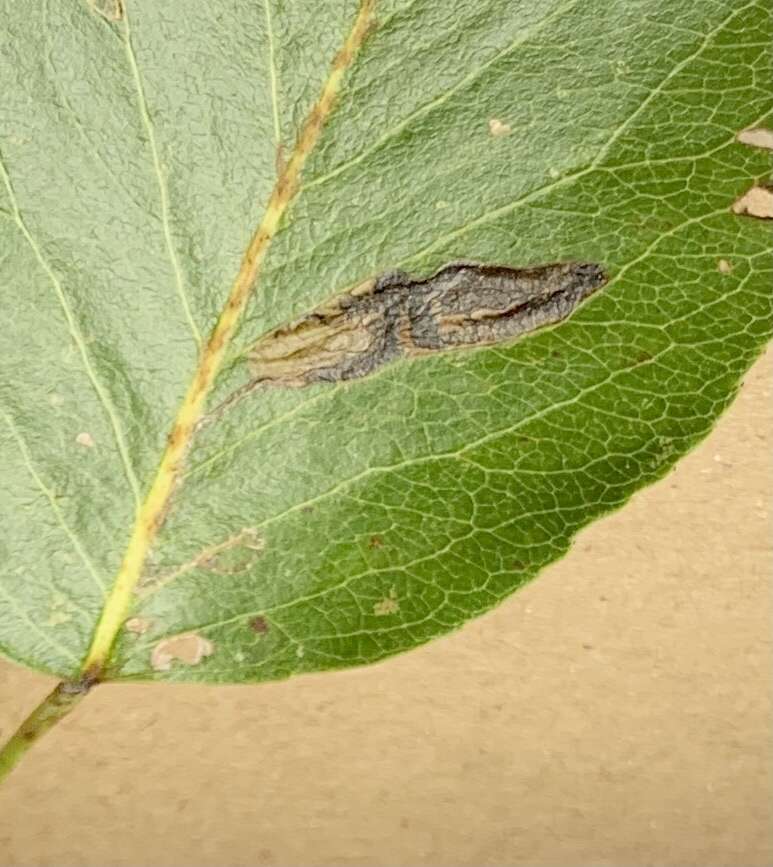 Imagem de Stigmella oxyacanthella (Stainton 1854) Beirne 1945