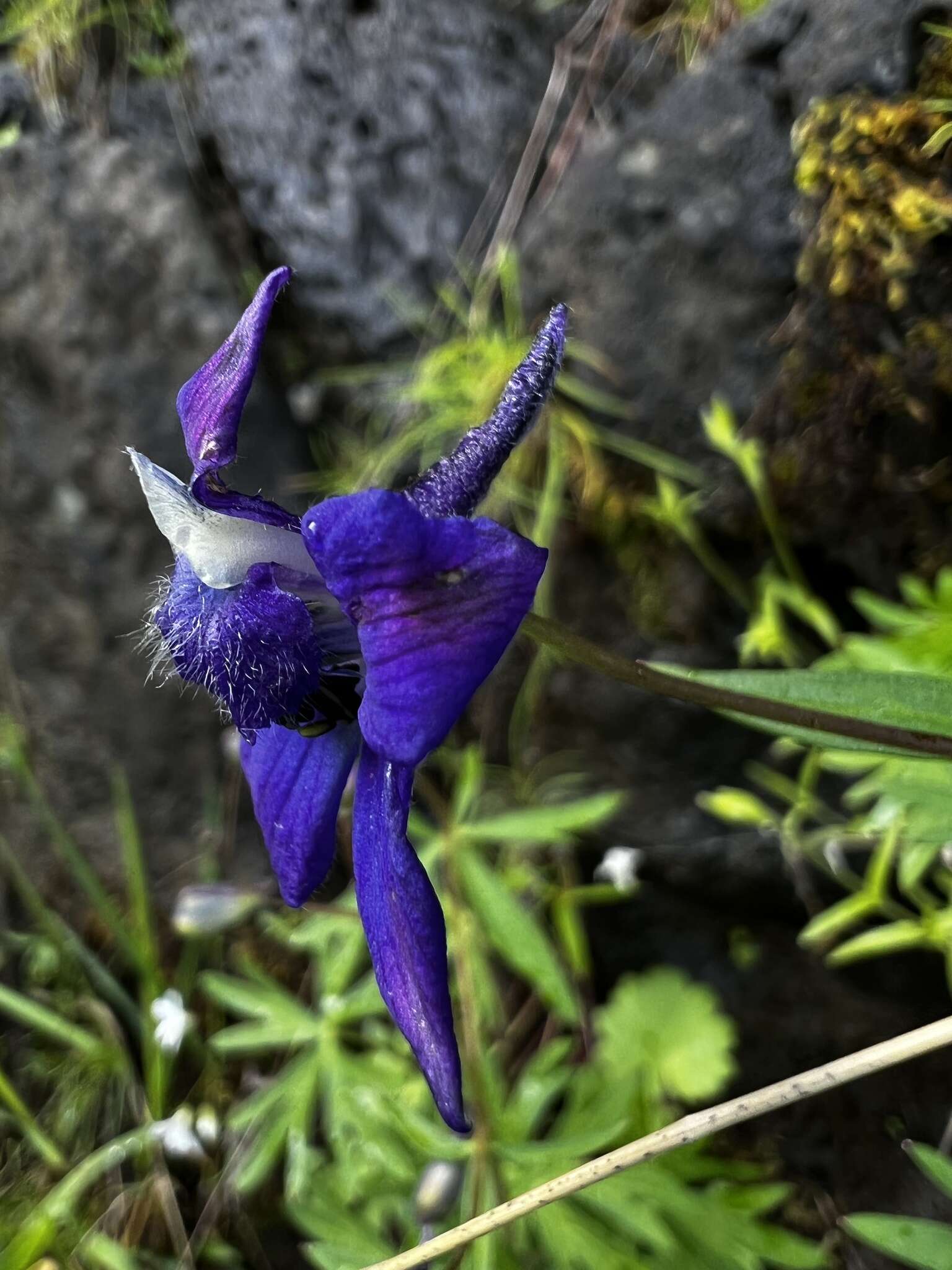 Plancia ëd Delphinium glareosum Greene