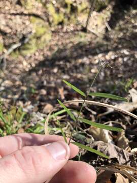 Imagem de Vicia minutiflora D. Dietr.