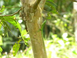 Image of Boulenger's Green Anole