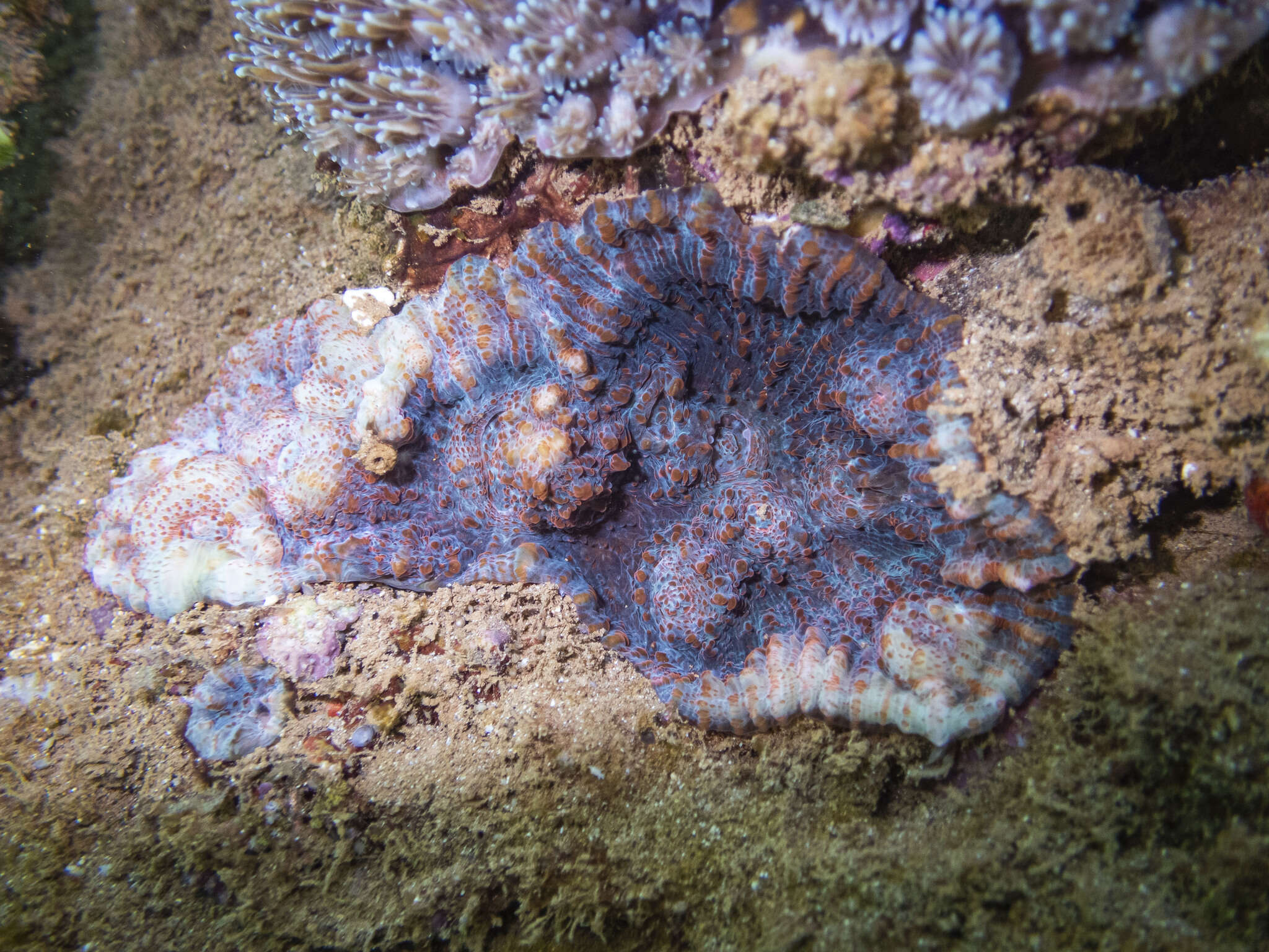 Image of Flat Lettuce Coral