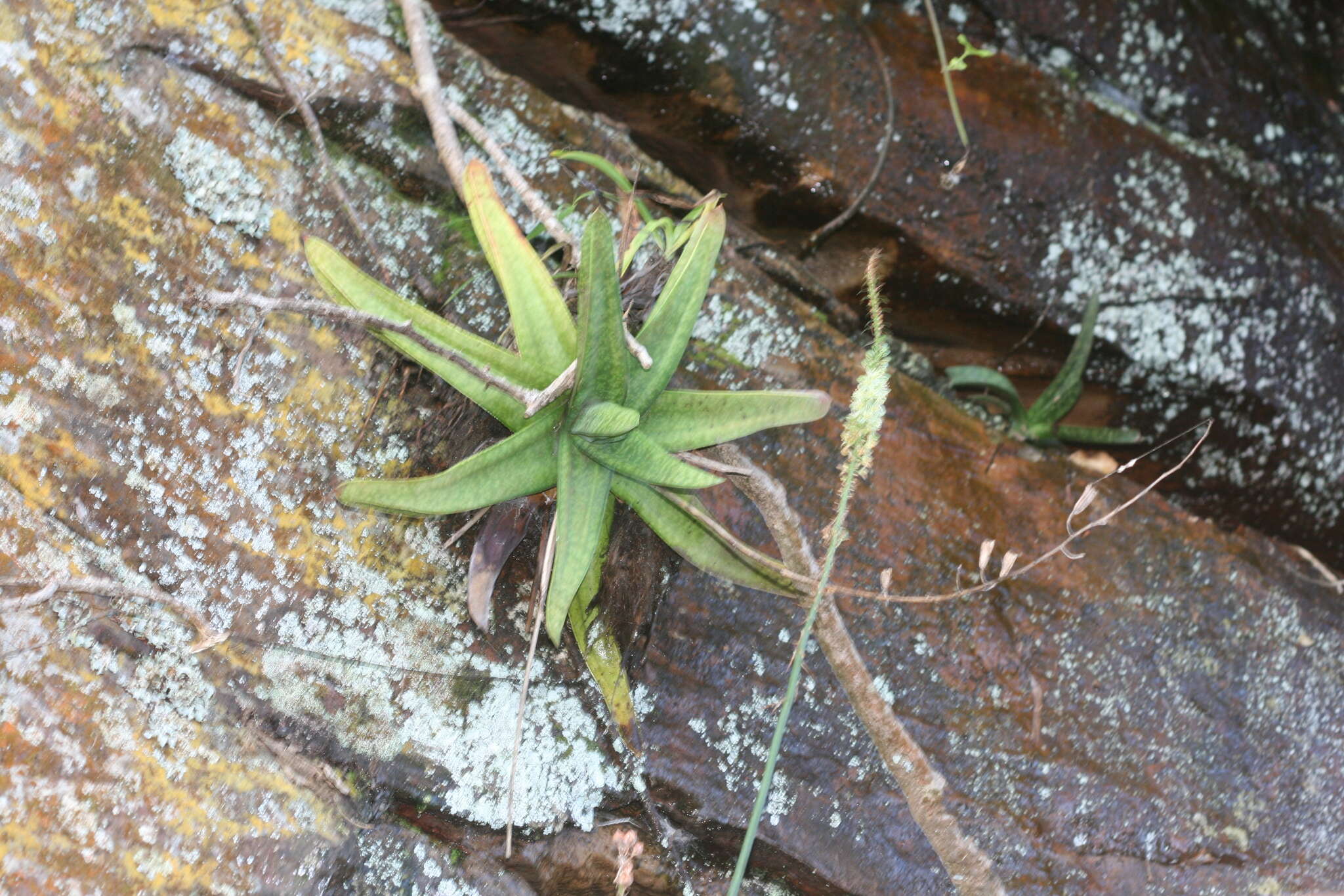 Image of Gasteria croucheri (Hook. fil.) Baker