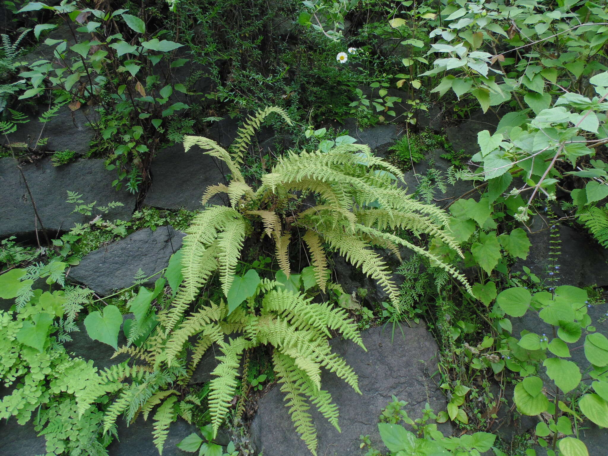 Image of Woodsia mollis (Kaulf.) J. Sm.